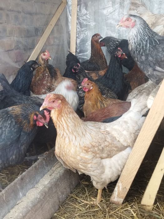 Продам куры домашние