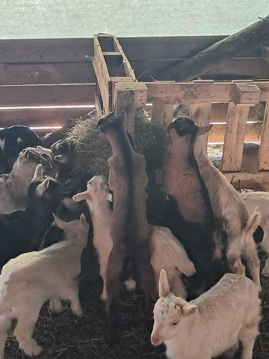 Iezi de vanzare de pasti