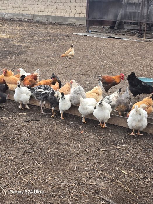 Продам курей и петухов