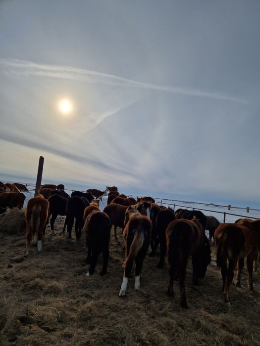 Продаётся жеребята