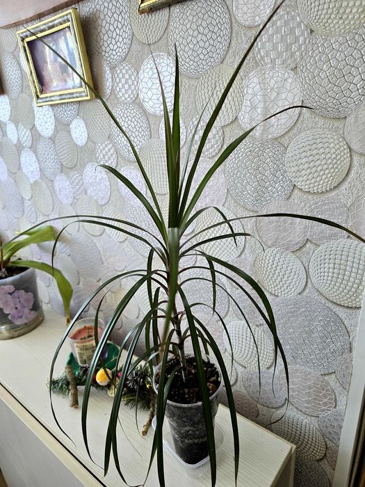 Комнатные цветы. Драцена. Сингониумы