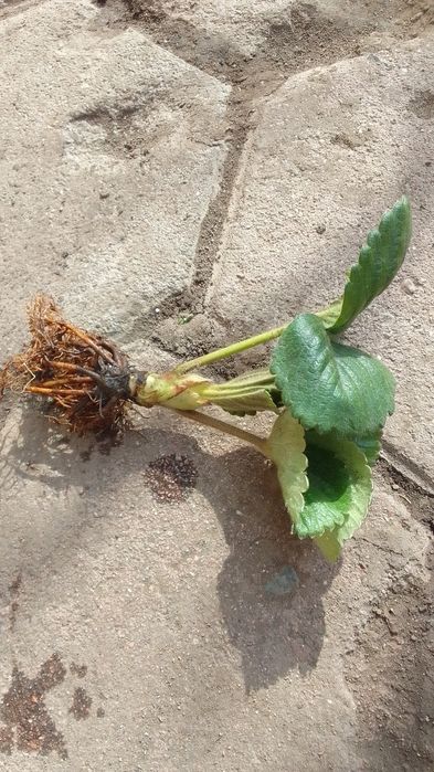 Рассада ремонтантной клубники