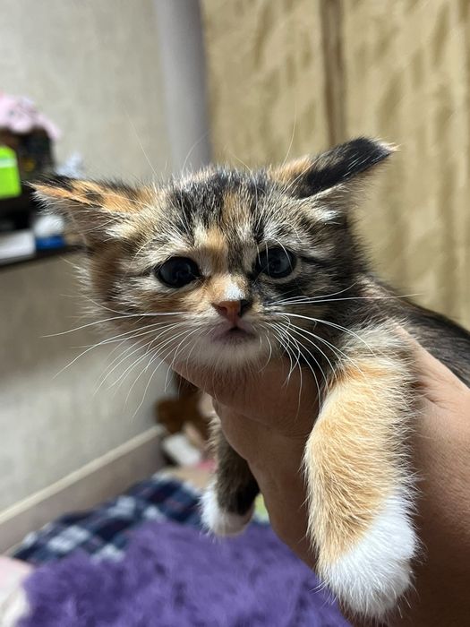 Отдам котят в хорошие руки