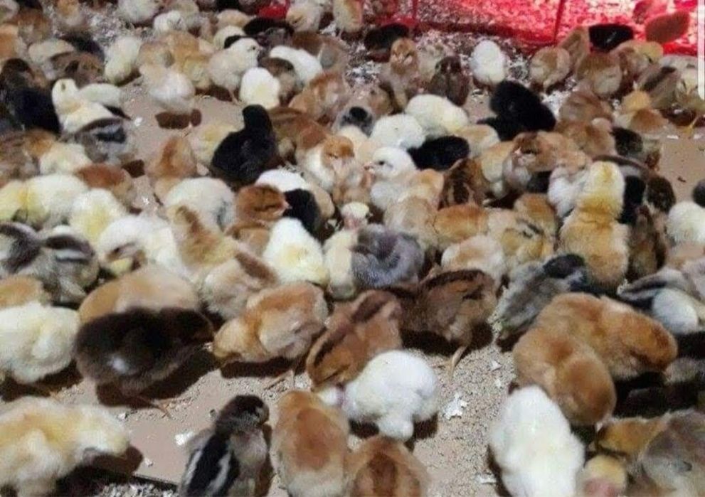 Rățuste polare, pui, boboci de gâscă!