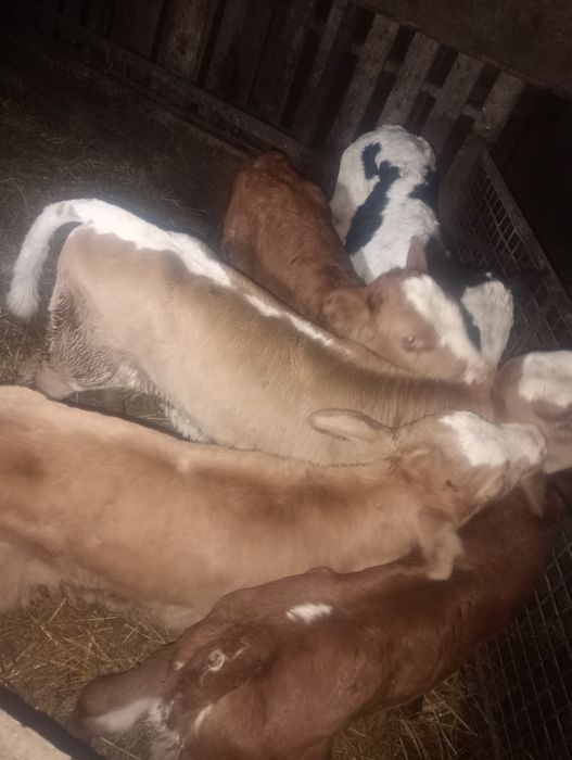 Vând viței balțați