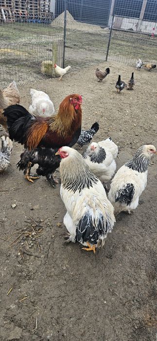 Vând găină brahma