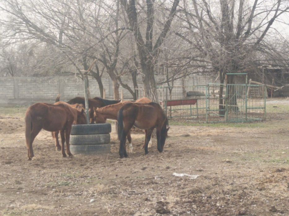 Байталдар сатылады бес бас