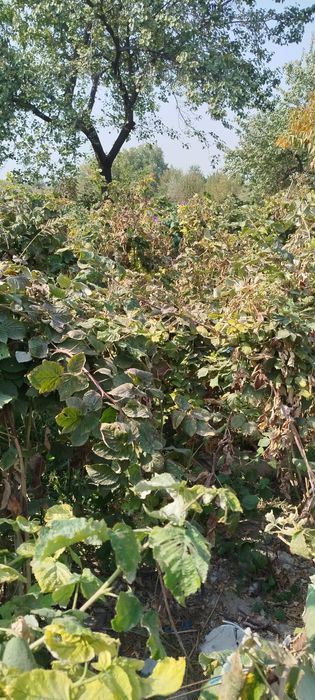 Малина кучати июндан ночбргача хосил беради йилда 2 марта