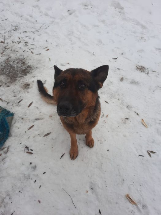 Немецкая овчарка