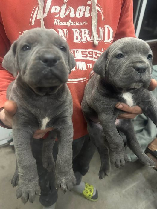 Кане корсо сиви малчовци