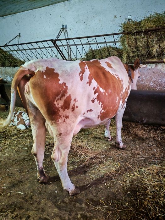De vânzare vacă tânără din genă bună de lapte!!!
