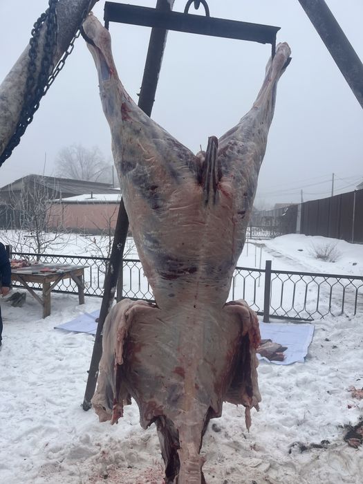 Семиз жылкы, полтарашка