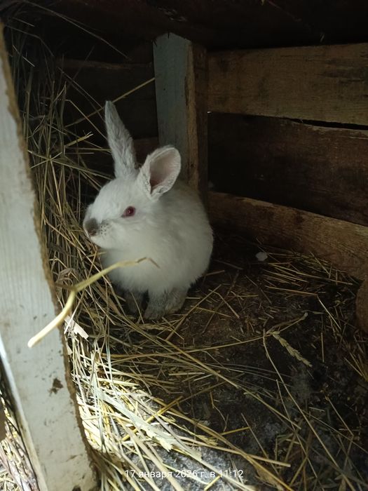 Продам кроликов!!!