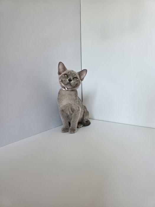 Котята Европейской бурмы