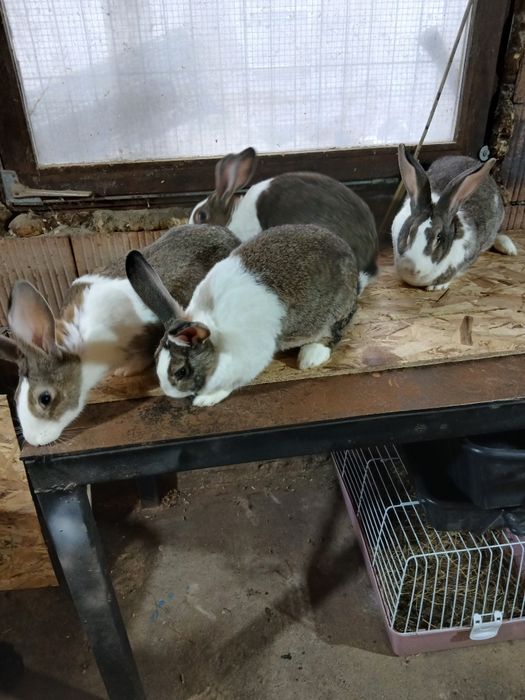 Hycole francez femele