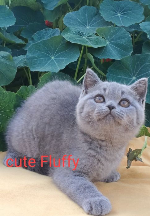 Кошечки и котики! Питомник