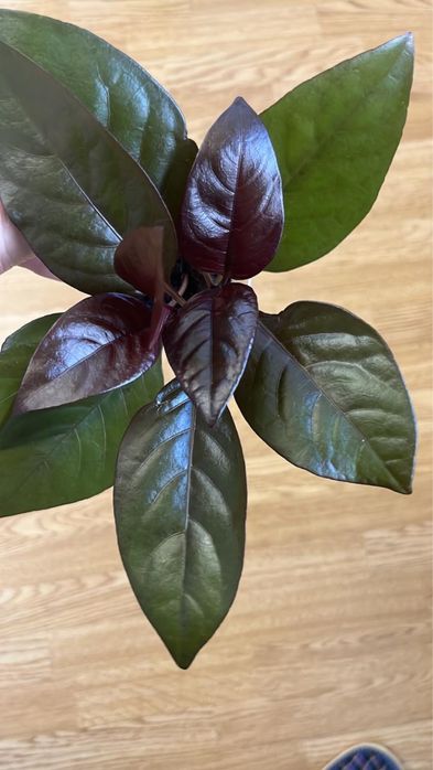 Комнатные растения