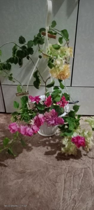Продам цветы домашнии