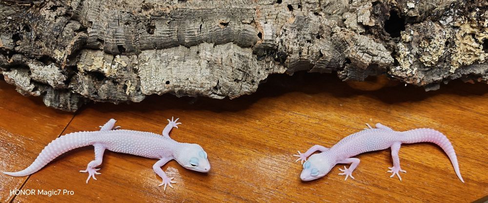 Леопардови гекони   Diablo Blanco (Eublepharis macularius)