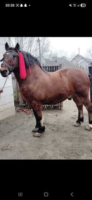 Vand cal castrat garantat