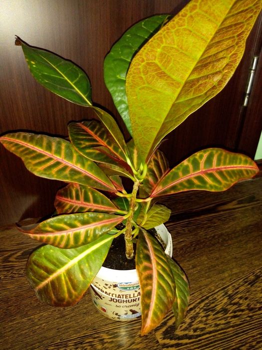 Традесканция рео,кротон,драцена фраганс,кливия,сенсевиера и др.