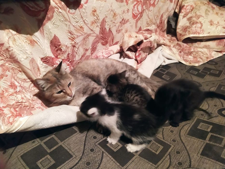 Очаровательные котята