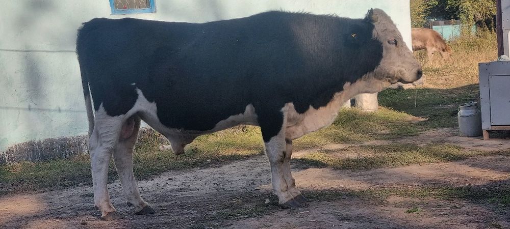 Бык 3 годик продаётся