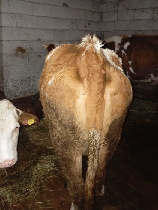 Vând vacă bălțată românească.