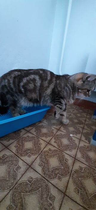 Кошечка домашняя протдам