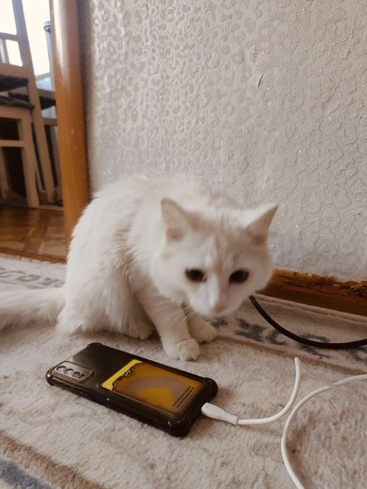 Ангора 7-8месяцев мальчик