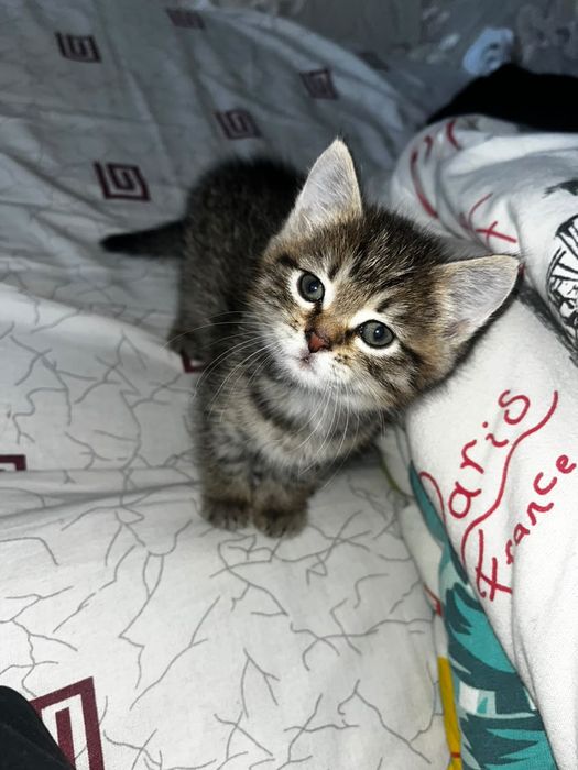 Отдам котенка в добрые руки