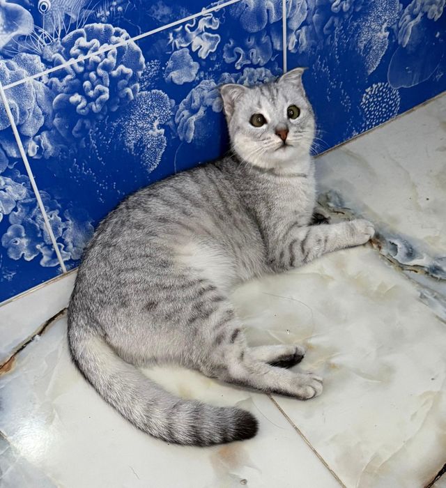 Мысық жоғалды. Сүйіншісі бар