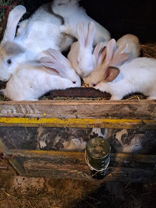 Vand iepuri secui cu fluture