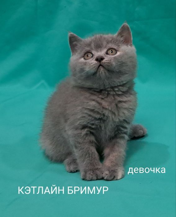 Британские котята!  Питомник!