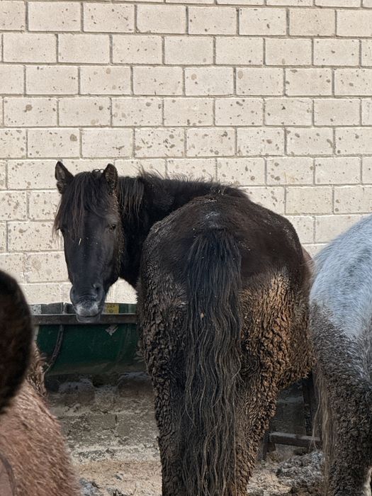 Бие байтал лощадь жылқы