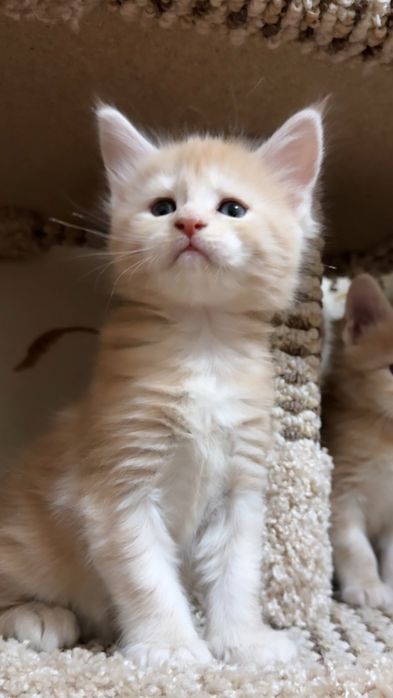 Породные котята Мейн-кун!