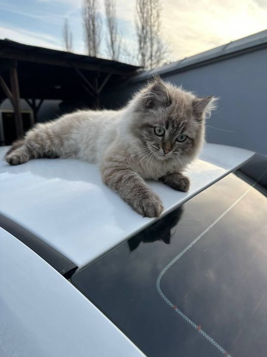 Мушук 4 йарим ойлик пародаси Британский шилшила