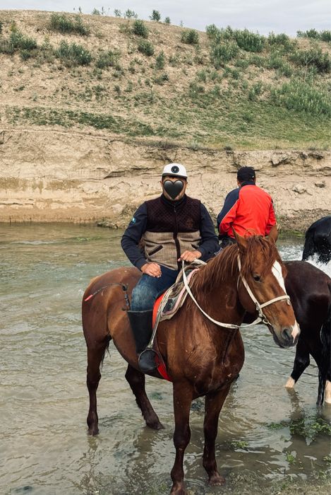 Айғыр сатылады.