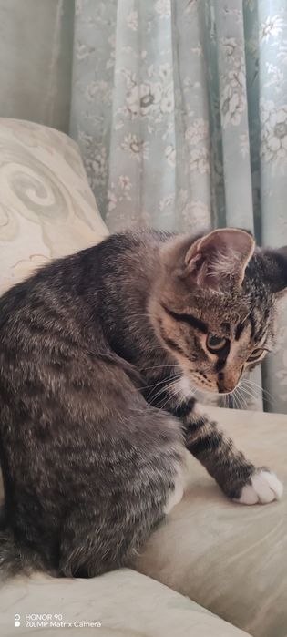 Кошечка 3.5 месяца