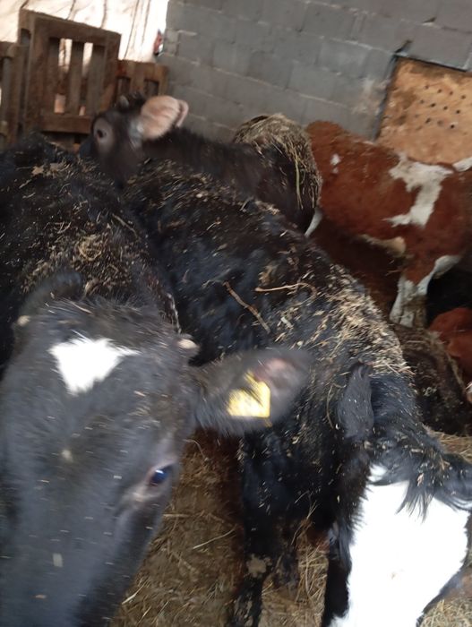 Vând 17 viței 9 femele și 8 masculi