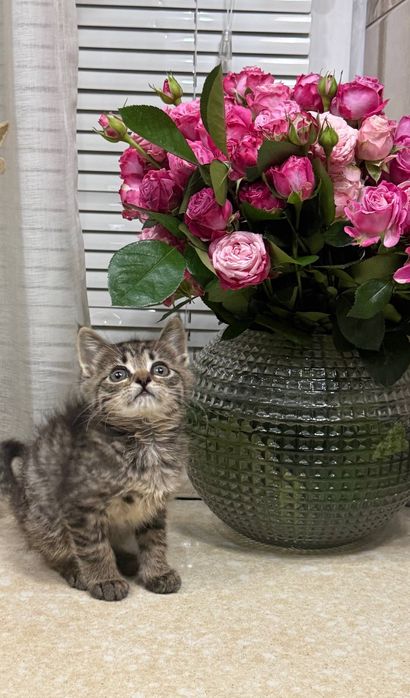 Котята ищут свой дом и любящих хозяев