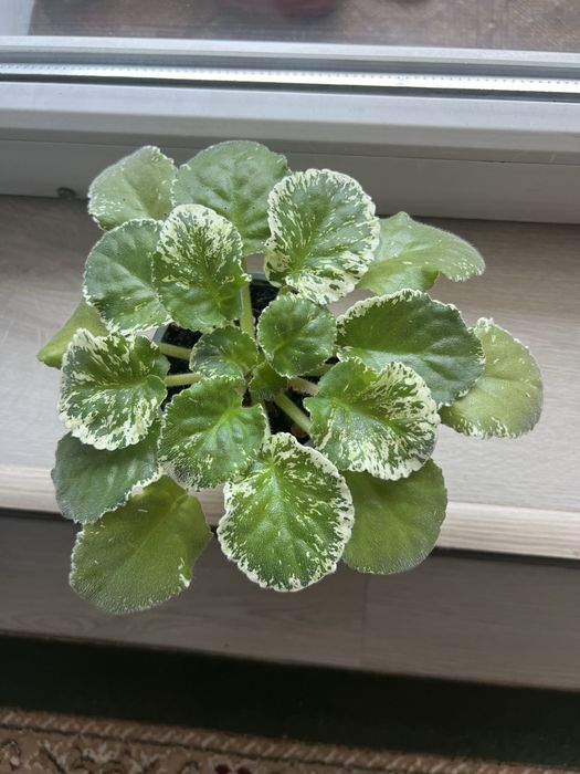 Фиалка сортовая