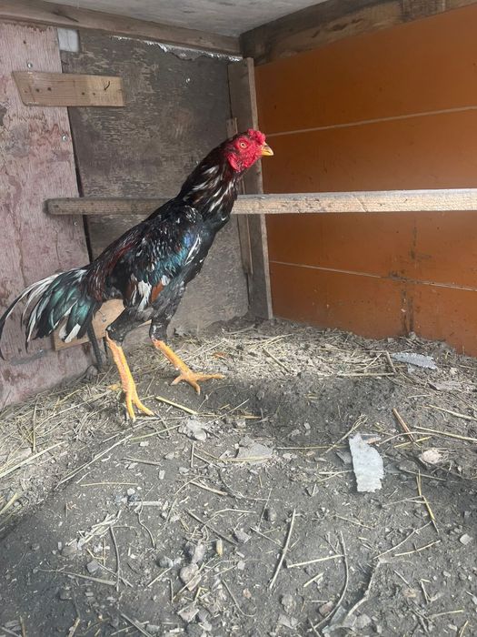 Дакан бойцовый петух