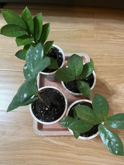 Комнатные растения