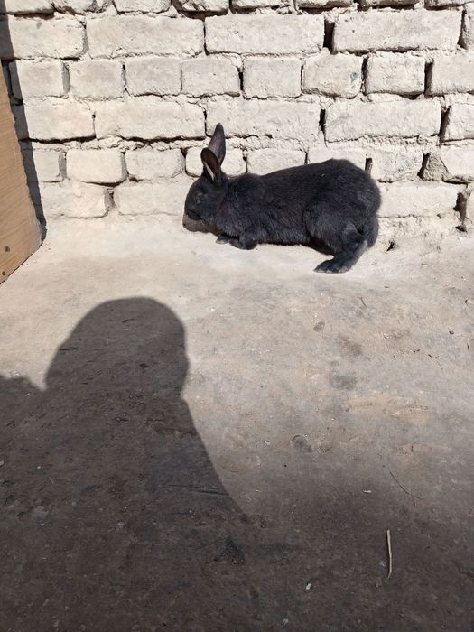 Quyo sotiladi goʻsht hisobida