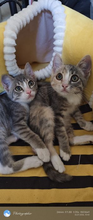 Девочка котенок Мия
