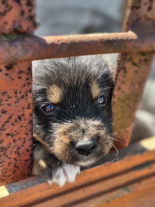 Подарявам женски  кученца
