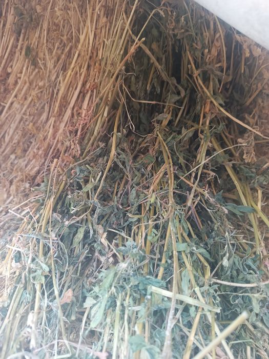 Baloți de lucernă de 120