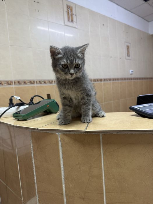 Красивые котята!