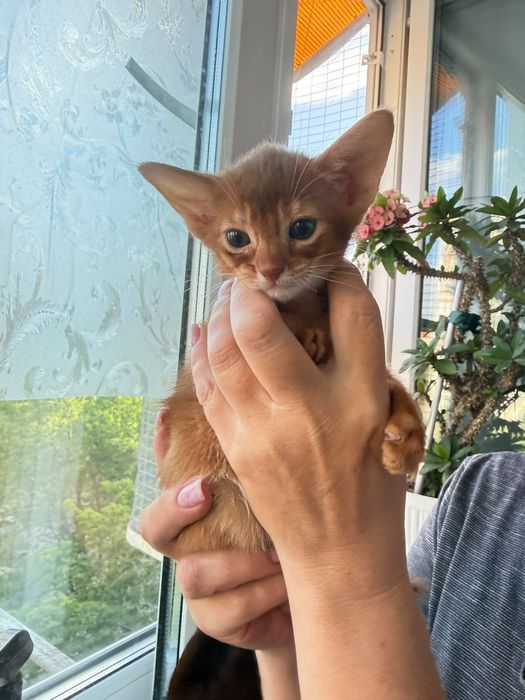 Абиссинские котята